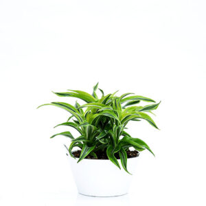 Dracaena Fragrans Dragon V17