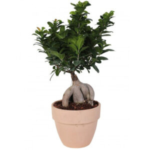 Bonsai F. Ginseng 500gr Palladio Arena D20