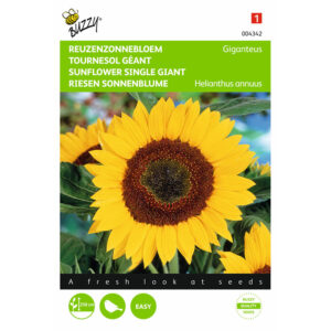 Buzzy® Sunflower Single Giant Giganteus Seeds