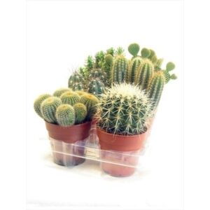 Cactus Mix Pot 12 Cm