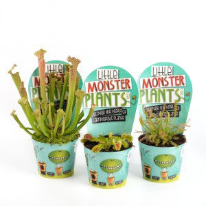 Carnivorous Plants Little Monster V8.5