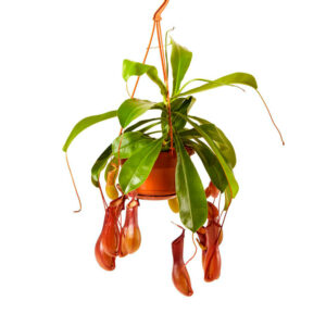 Nepenthes Monkey Jars V14