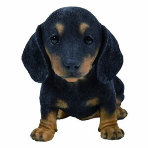 PP Black/Brown Dachshund Puppy