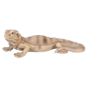 PP Bearded Dragon Lizard
