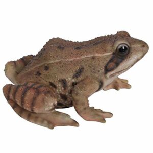 RL Frog