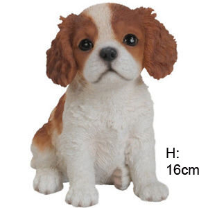 PP King Charles Puppy