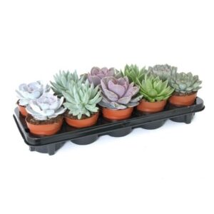 Echeveria Mix 10.5cm