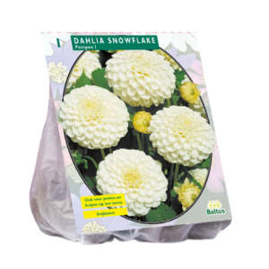 Dahlia Pompon Snowflake x 1