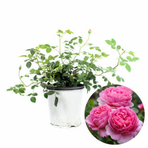 David Austin Roses - Princess Alexandra Of Kent
