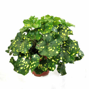 Farfugium Japonicum 'Aureomaculata' V24