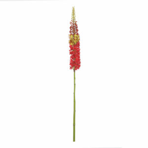 Eremurus Red 112cm
