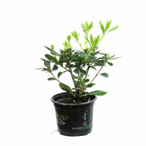 Pittosporum Tobira 14
