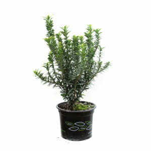 Euonymus Mix V14