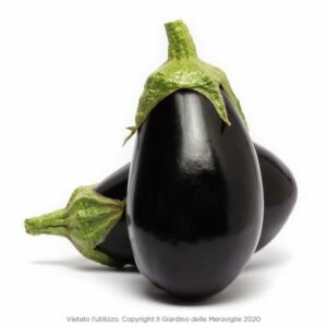 Black Oval Eggplant (Venere Nera) 6 Seedlings