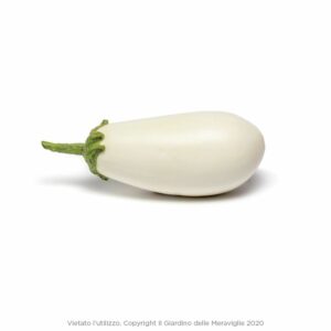 White Eggplant (Melanzana Bianca) 6 Seedlings