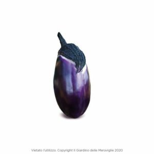 Violet aubergine from Messina 6 Seedlings