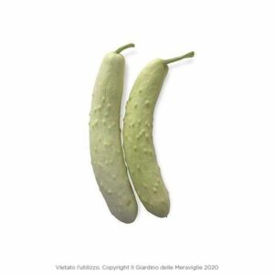 White Cucumber 6 Seedlings