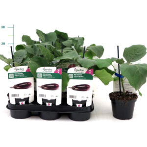 Violet Aubergine Plant (Melanzana Seta) V10 Grafted