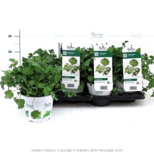 Coriander(Coriandolo) in Pot 14