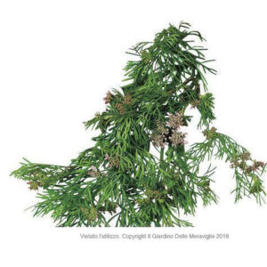 Cumin Plant (Cumino) V14