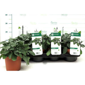 Sage Plant (Salvia Maxima Foglia Larga) V14