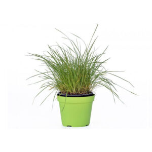 Cat Grass Plant (Erba Gatta) V14