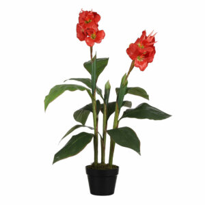 Canna in Pot Red Flower H90 cm