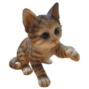 Sitting Playful Kitten Tabby D