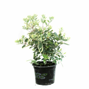 Metrosisderos Variegato