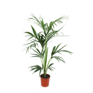 Kentia Doppie 120-140cm V18