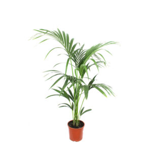 Kentia Doppie 140-160cm V20
