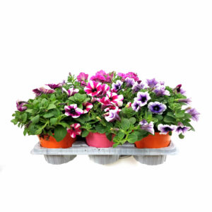 Petunia Sweetunia V14