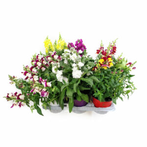 Violaciocca Plant V14