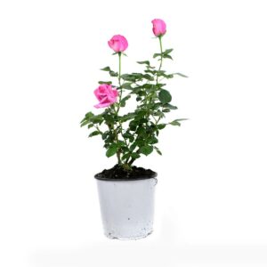 Rose Bush Plant V19