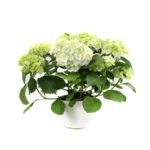White Hydrangea Plant V20