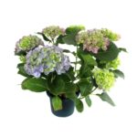 Violet Hydrangea Plant V20
