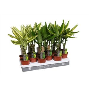 Dracaena fr. Mixed 3 varietys V11