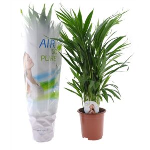 Dypsis Lutescens V17