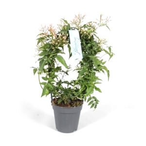 Jasminum polyanthum V12