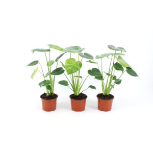 Monstera deliciosa V12