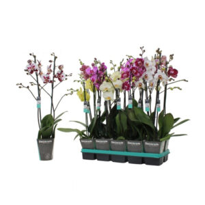 Phalaenopsis Mixed 2 Stems V12 H65