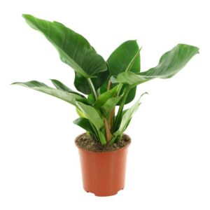 Philodendron Imperial Green V19