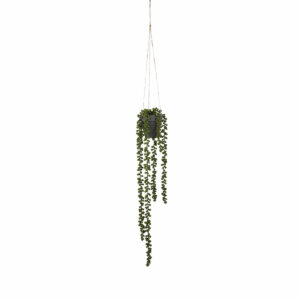 Senecio Hanging Green L56 X D9 Cm