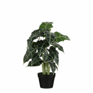 Alocasia In Plastic Pot Green
