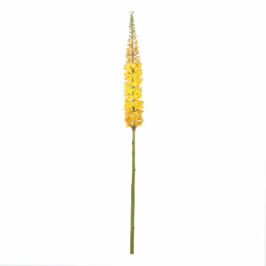 Eremurus Yellow 112cm