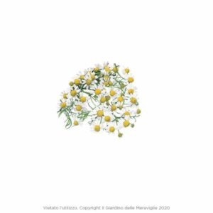 Chamomile in Pot 14cm (Pianta Camomilla)