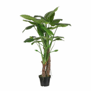 Taro In Plastic Pot Green H160cm