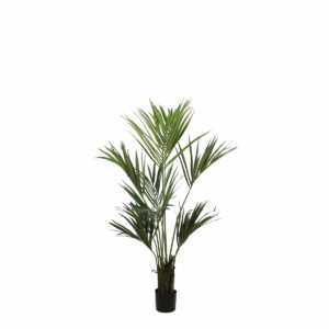 Kentia Palm In Plastic Pot Green
