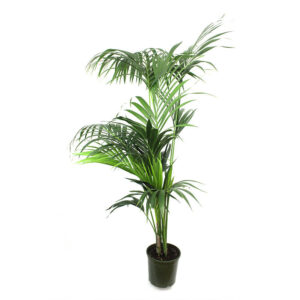 Kentia Triple 220-240cm V24