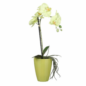 Phalaenopsis Green In Pot Tusca Green D135cm